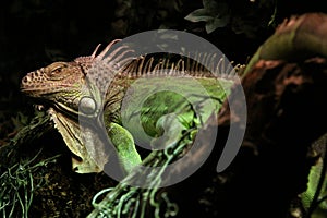 Iguana