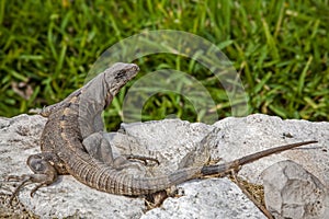 Iguana