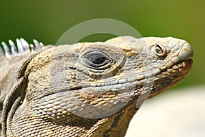 Iguana