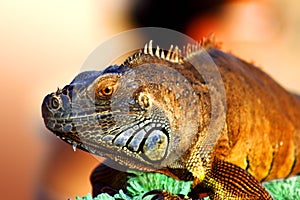 Iguana