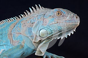 Iguana