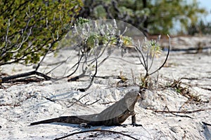 Iguana