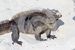 Iguana