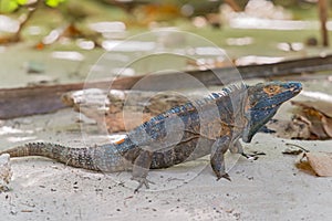 Iguana