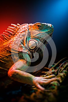 Iguana