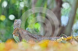 Iguana