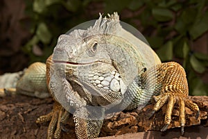 Iguana