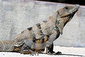 Iguana