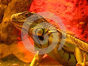 Iguana photo