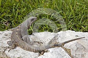 Iguana
