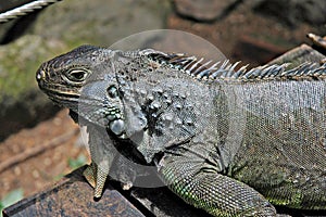 Iguana