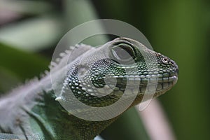 Iguana