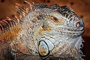 Iguana