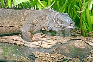 Iguana