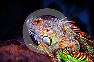 Iguana photo