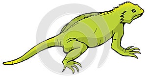 Iguana