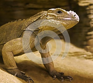 Iguana