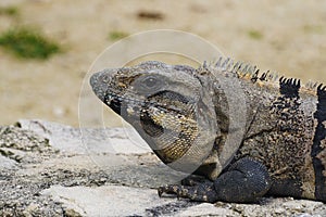 Iguana