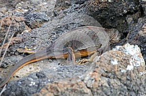 Iguana