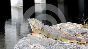 Iguana