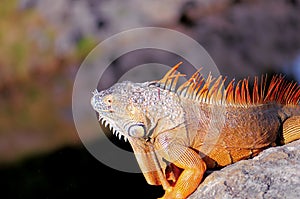 Iguana