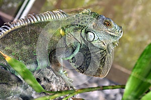 Iguana