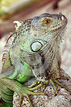 Iguana