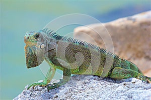 Iguana