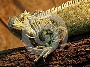 Iguana