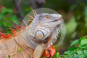 Iguana