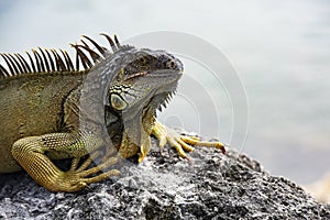Iguana, American iguana is a lizard reptile in the Iguana in the iguana family. And in the subfamily Iguanidae. Miami photo