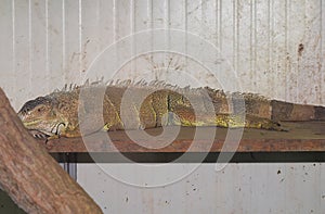 iguana animal in a cage after rescue