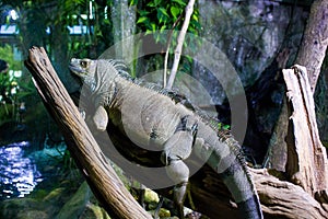 Iguana in the aquarium of Ubatuba, Sao Paulo, Brazil