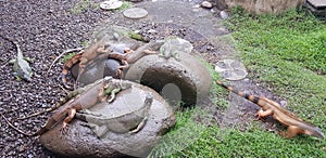 Iguana arisan batu