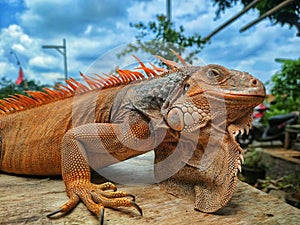Iguana basking in the sun
