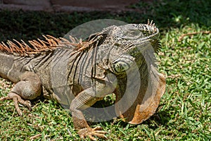 An iguana basking in the sun in a grassy area at a Mexican resort