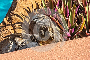 Iguana basking in the sun in the planter by the pool.