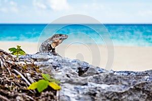 Iguana Basks On Rocks