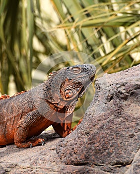 An iguana basks in the sun