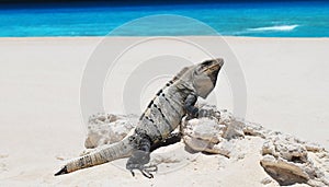 Iguana on the beach