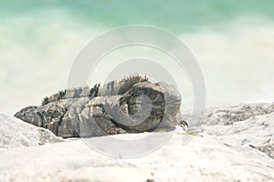 Iguana on beach