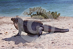 Iguana on the beach