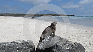 Iguana on a beach of Galapagos Islands