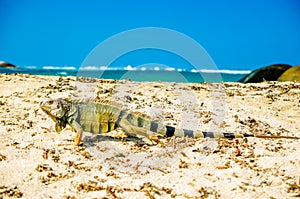 Iguana on beach in park national Tayrona - Colombia photo