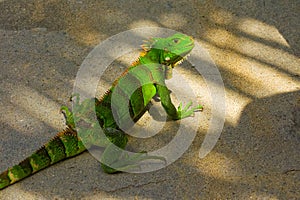 An iguana at a beach in the windward islands