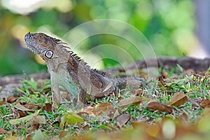 Iguana