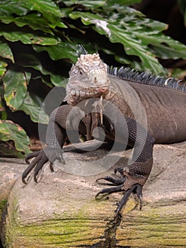 Iguana at the Beauval Zoo in France