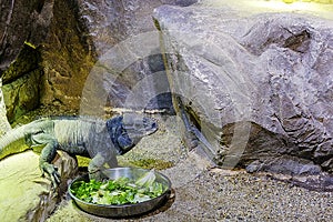 An iguana behing the glass with salad