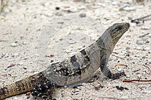 Iguana of Belize