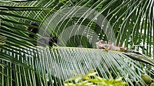 Iguana and a black squirrel on the palm tree branch